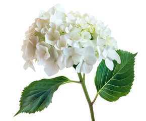 Close-up of a pristine white hydrangea flower head with vibrant green leaves