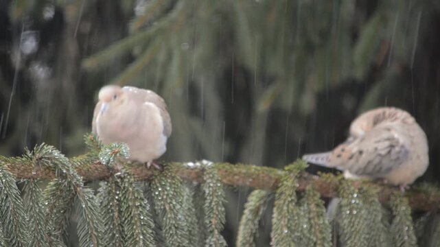 Video of a Pair of Mourning Doves in the Rain, sitting on a pine tree branch
