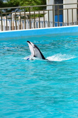 Obraz premium のとじま水族館 イルカショー（石川県）