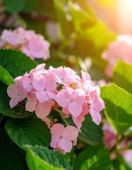 Fototapeta premium Delicate pink hydrangeas in sunlight
