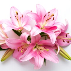 Fototapeta premium Delicate pink lilies in a cluster