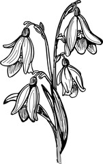 Snowdrop flower hand sketch