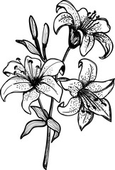 Tiger lily flower hand sketch