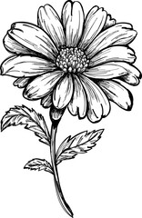 Sunflower hand sketch