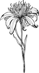 Spider lily flower hand sketch