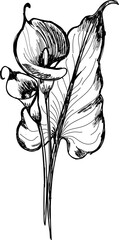 Calla lily flower hand sketch