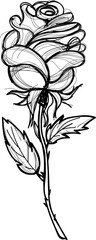 Rose flower hand sketch