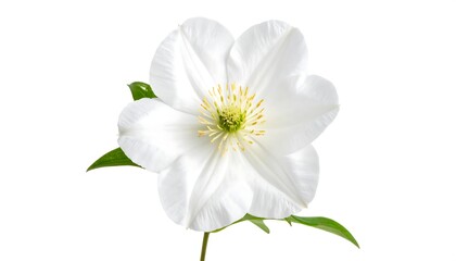 Close-up of a pristine white clematis flower