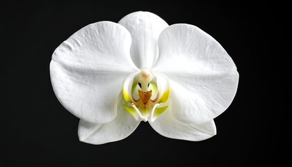 Close-up of a pristine white orchid (1)