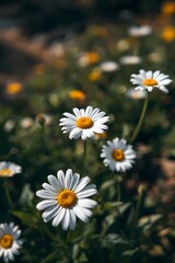 Close up of blooming white daisy flowers with yellow centers in a green meadow under natural sunlight, spring and summer wildflowers in a fresh outdoor environment
