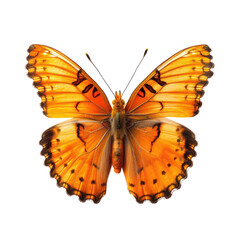 Fototapeta premium Close-up of an orange butterfly with intricate markings (1)