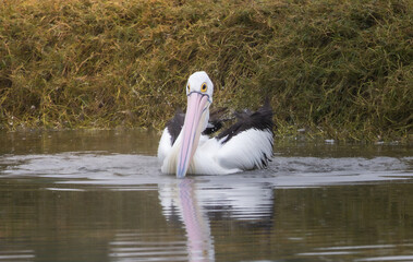 An Australian Pelican swimming with green background