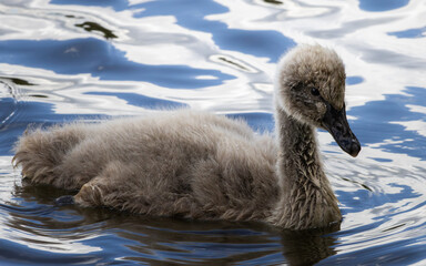 A young Black Swan swimming in a lake