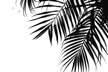 Dark, glossy palm leaves with glittery accents on a black background
