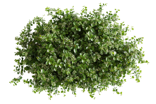 Dense cluster of small, vibrant green leaves and tiny white flowers