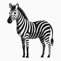 vector illustration of zebra, looking back, flat design