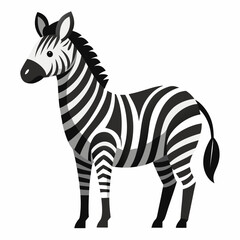 vector illustration of zebra, looking back, flat design