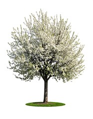 Obraz premium Blossoming tree, spring scene