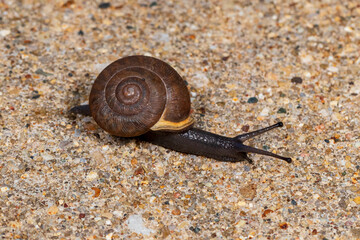 Land snail crawling on sidewalk. Insect identification, nature conservation, and habitat preservation concept.