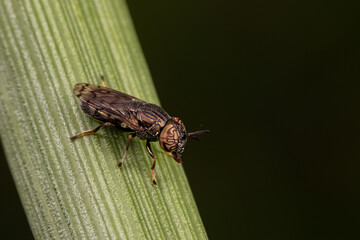 Closeup of Wavy Mucksucker fly on plant leaf. Insect identification, wildlife conservation, and...