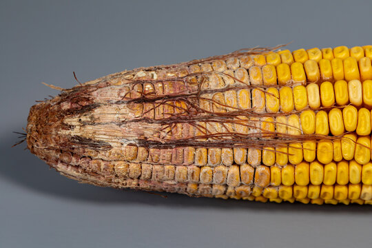 Gibberella ear rot on corn kernels. Fungus, mold, disease damage and prevention concept