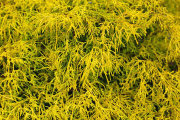 Golden-yellow foliage of an ornamental conifer shrub