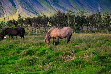 Icelandic horses grazing in a summer meadow