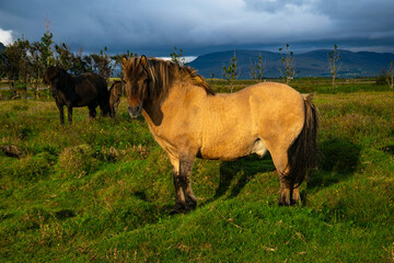 Icelandic horse in a green meadow with stormy skies