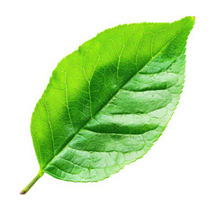 Obraz premium Close-up of vibrant green leaf