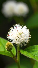 Close-up of a small, white flower