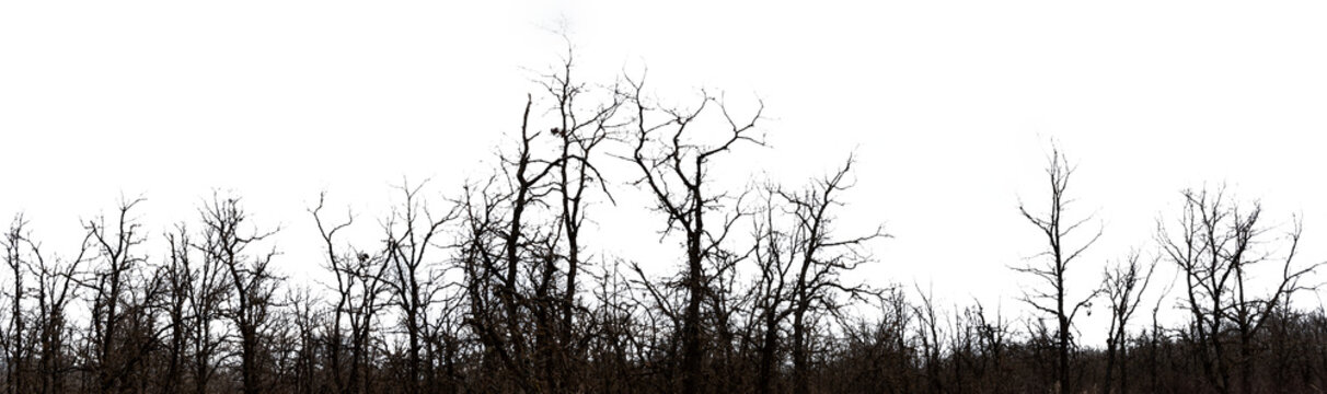 Panorama of leafless spooky looking trees against a transparent sky

