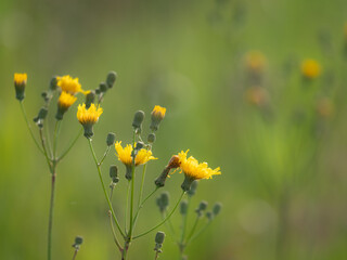 Isolated macro view of Sow Thistles, Sonchus, with yellow flowers on a pale green background
