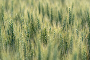 Pale green wheat heads with tassels with focus isolated to a few spikes creating a natural background
