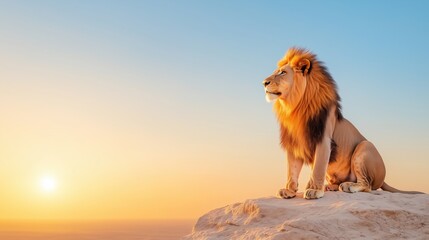 Majestic lion sitting on rock at sunset, wildlife photography concept