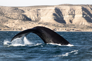Southern Right Whale Tail Fin (Eubalaena australis) Surfacing in Patagonian Waters, Puerto Piramides, Peninsula Valdes, Chubut, Argentina High quality ícture.