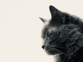 Black and white portrait of a long-haired cat with closed eyes