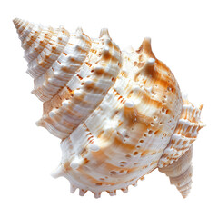 Obraz premium Close-up of a seashell, cone-shaped, intricate patterns