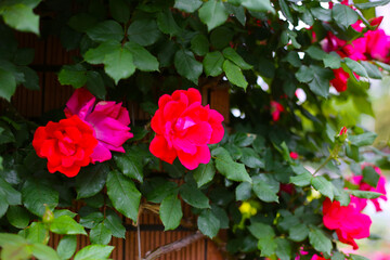 A beautiful rose bush in a public park in Japan