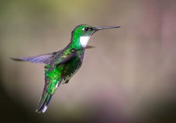 Fototapeta premium Flying White-throated Hummingbird portrait close up high quality macro photography in Tigre, Buenos Aires, Argentina (Leucochloris albicolis). Mid flight photo. 