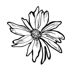 Fototapeta premium Black and white summer flower of chamomile drawn by hand white isolated. Design element in freehand style for create greeting card, wedding invitation, package, fliers, fabric, textile.