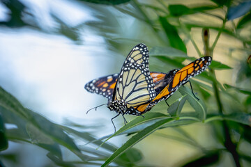 Mating Behavior of Endangered Monarch Butterflies on Green Foliage.