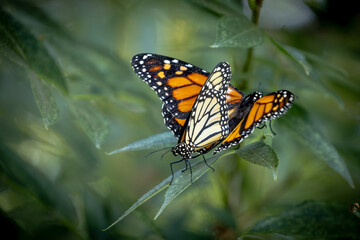 Mating Behavior of Endangered Monarch Butterflies on Green Foliage.