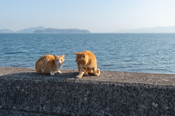 堤防に座る可愛い二匹の猫　