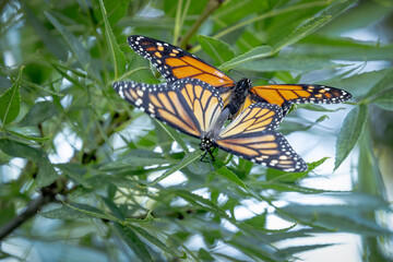 Mating Behavior of Endangered Monarch Butterflies on Green Foliage.