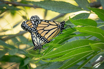 Mating Behavior of Endangered Monarch Butterflies on Green Foliage.