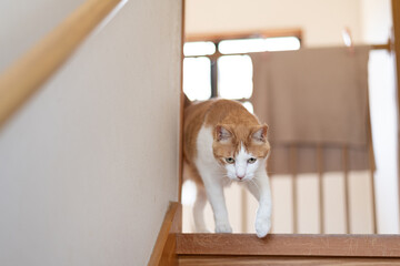 階段を下りる愛い猫　茶白猫