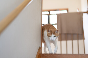 階段を下りる愛い猫　茶白猫