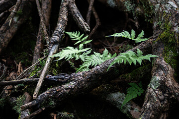 美しい苔の森を歩く　
