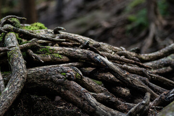 美しい苔の森を歩く　