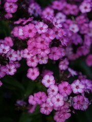 Obraz premium Vibrant pink phlox flowers in full bloom.
